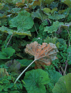 Butterburr leaves