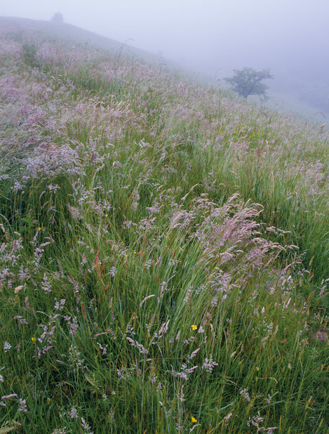 Grasses and mist
