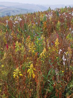 Sandoval Quinoa