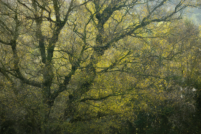 Colours Of Bolehill