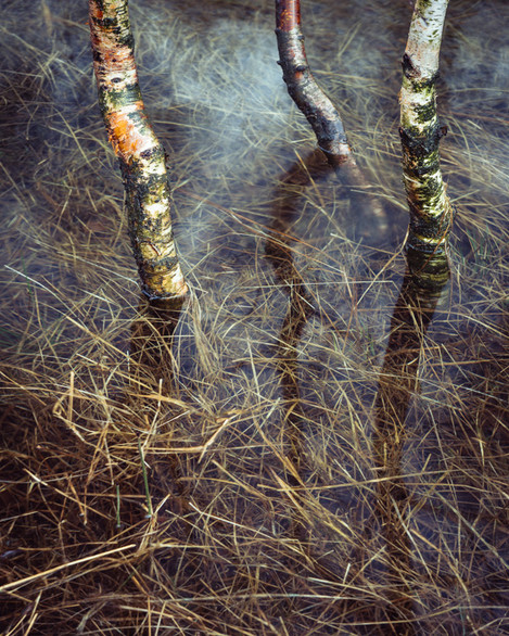 Steel-End-Birches