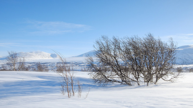 0288_abisko_windswept