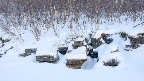 0388_abisko_canyon_birches