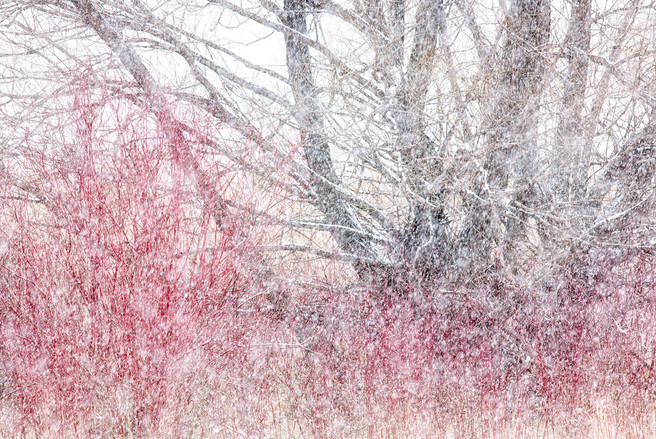 SPRING SNOWSTORM-LONG POINT MARSH