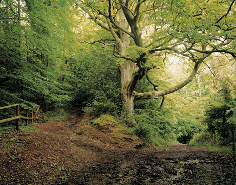 Image 1. Caption: A tranquil woodland scene. Man’s gentle interaction with the landscape – an image of the pastoral. Harry Cory Wright: Holly and Beech, Wye Valley Herefordshire