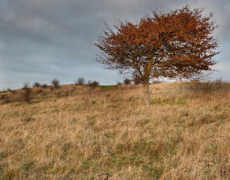 Lone Tree Warden Hill-2875