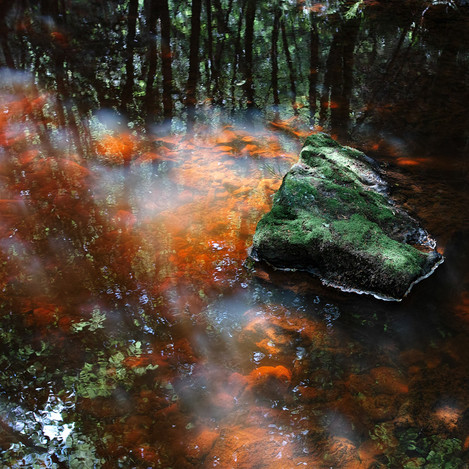 Broxa Forest' - by Karl Holtby