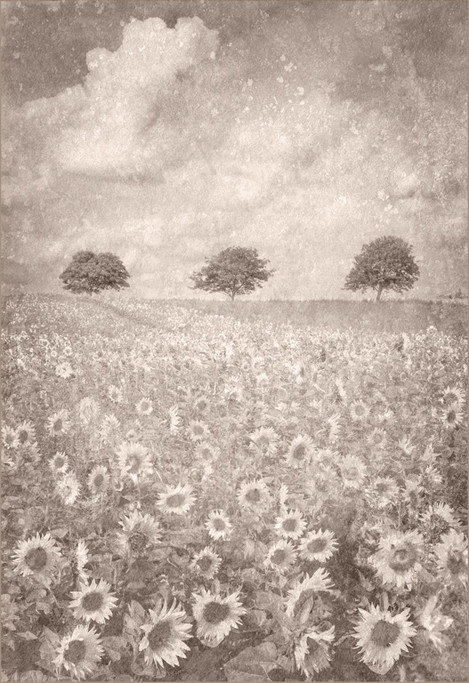 Field of Sunflowers