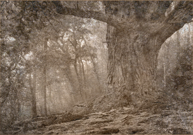 Old Tree in the Woods