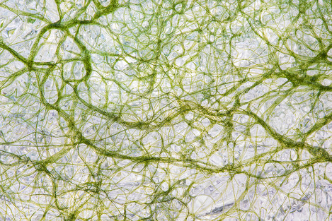 Algae in the ice
