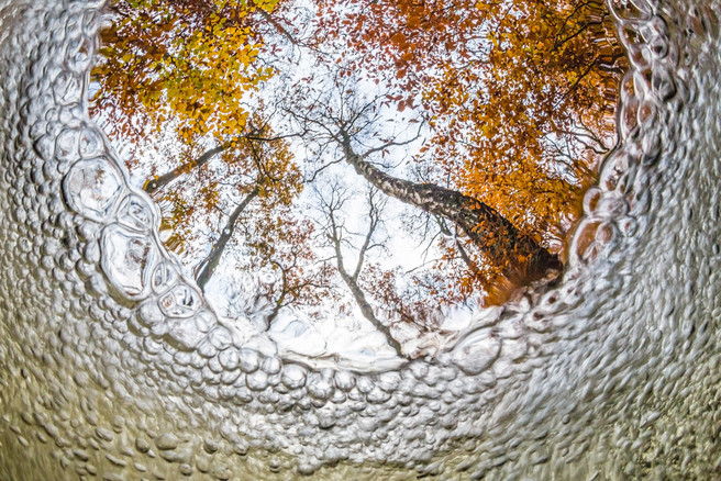 Under water autumn view