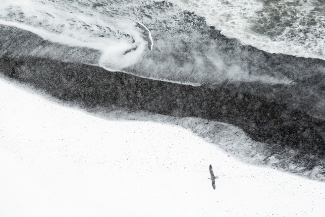 Fulmar and lava beach in blizzard