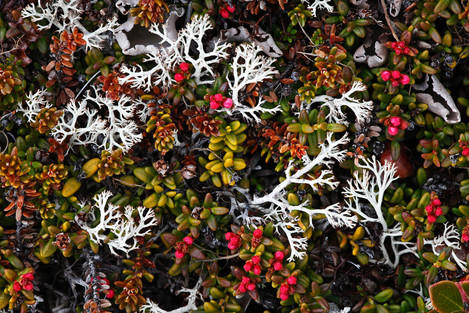 Theo Bosboom - Icelandic moss
