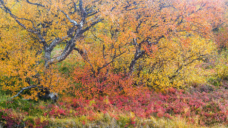 Theo Bosboom - Intimate autumn