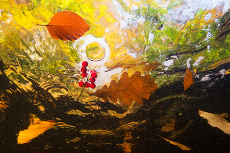 Theo Bosboom - Under water still life