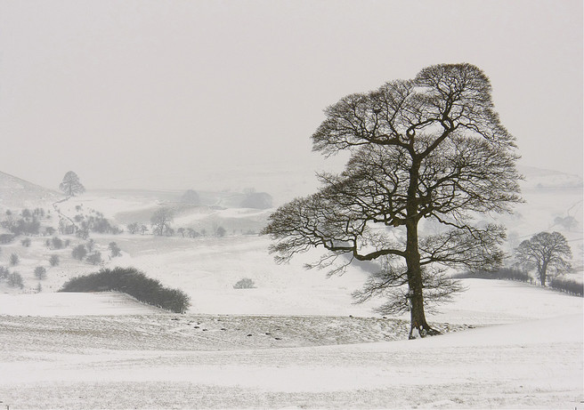 Blizzard (Fields and Trees). The appeal for me of this image is undoubtedly linked to the experience of making it in driving snow yet I have to recognise that its quiet softness may not translate.