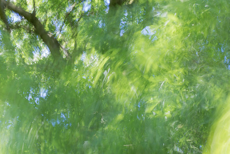 High summer and for once I’m sitting still underneath an ash tree