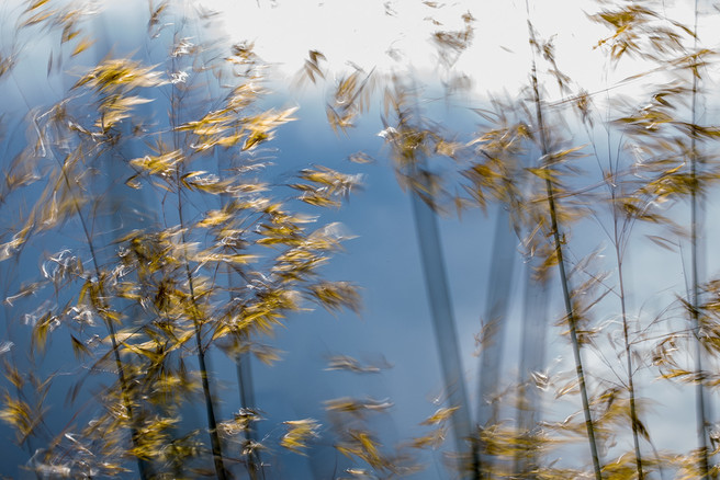 Afternoon sun burnishes the flowers of Stipa gigantea against a darkening sky. In the breeze the stems dance back and forth, back and forth, as if impatient for rain.