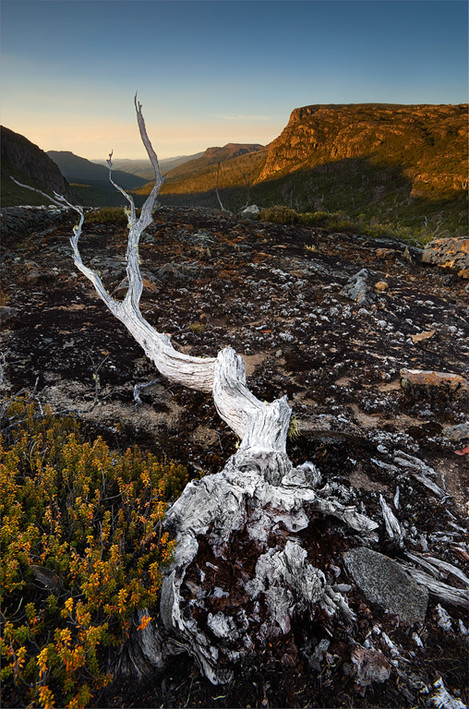 Bleached-tree-bone-On-Landscape