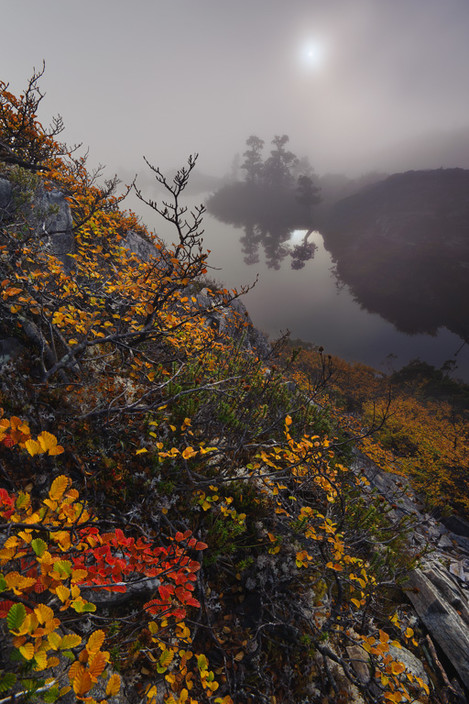 Foggy-fagus-On-Landscape