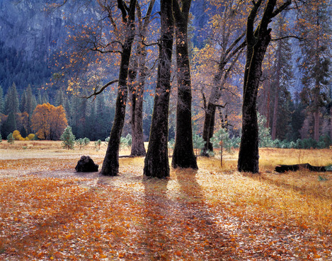 Black Oaks Yosemite Valley