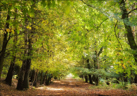 11. Forest path