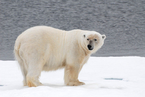 03_Polar_Bear