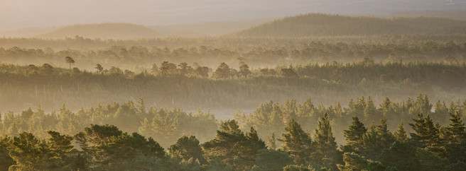 Scotland, Scottish Highlands, Cairngorms National Park. Mist rising at dawn over the Caledonian Forest of the Rothiemurchus estate, in the Cairngorms National Park.