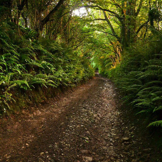 Glazegate Lane nr Berry Pomeroy lightroom