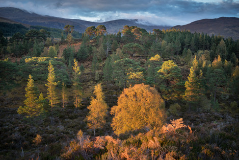 Joe Cornish - Glen Affric