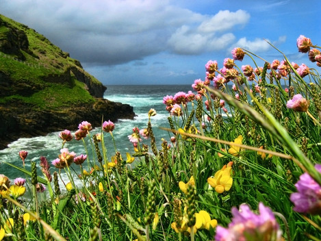 'Thrift and Trefoil' – Tintagel Haven