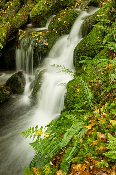 Upper Dendles falls tributary and ferns