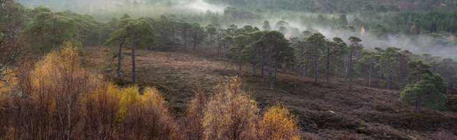 Tim Haynes - http://www.shinyphoto.co.uk/