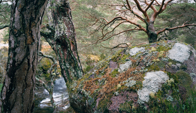 maree-pano-rock-trees