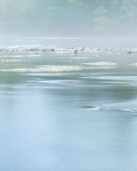 mist and crowfoot 8x10