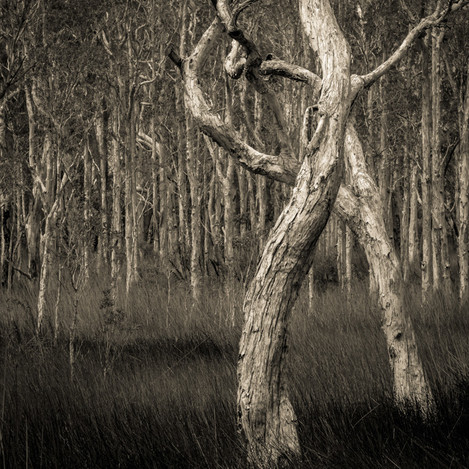 Dancing Trees