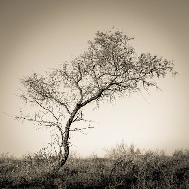 Salt Bush