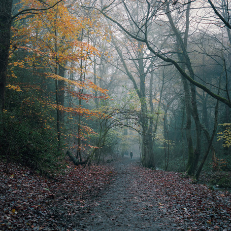 Alastair Ross - Ecclesall Woods