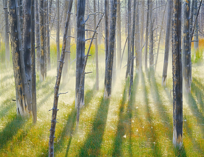 Wick Trees, Morning Mist, Yellowstone National Park, Wyoming