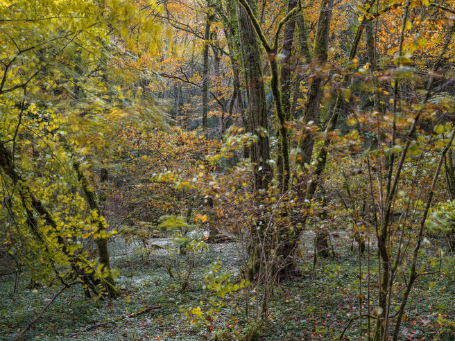 Burgundy Forest