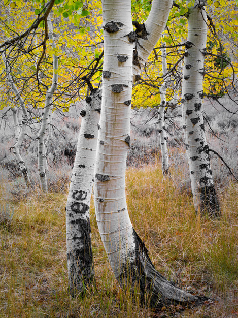 Intertwined Aspen, June Lake Loop, California