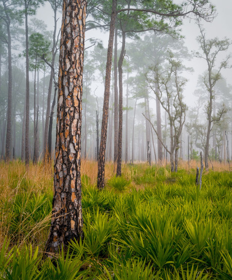 Longleaf Pine, Fog, Bay Flats Recreation area, Florida