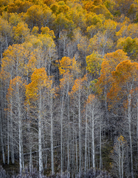 Tall Aspen, Fall, Conway Summit, California