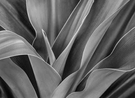 Botanical Detail, near Orlando, Florida