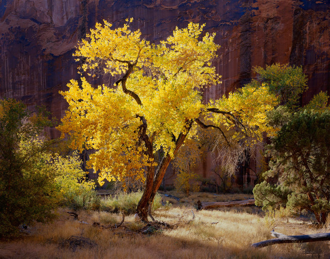 Sunlit Cottonwood, Coyote Gulch, Utah