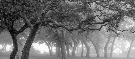 Trees in Fog, Maxwell Gunter Recreation Area, Niceville, Florida