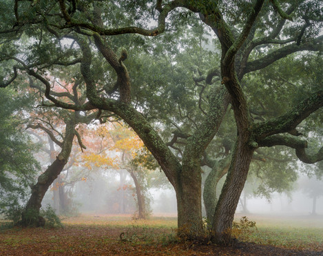 Fall Color, Fog, Maxwell Gunter Recreation Area, Niceville, Florida