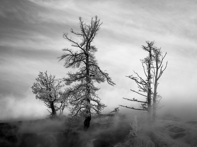 Frost Covered Trees, Mammoth Hot Springs, Yellowstone National Park, Wyoming