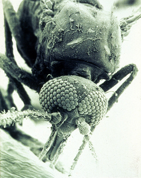 CSIRO ScienceImage 1791 SEM of a biting midge 