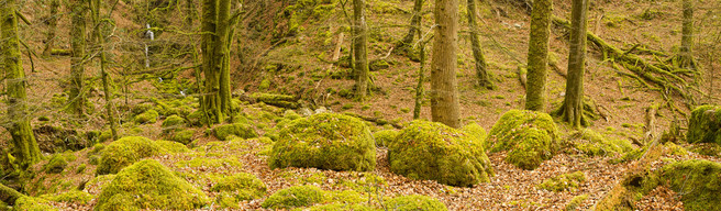 Dendles confluences (High Pass) LR-3131_stitch (for OnLandscape)